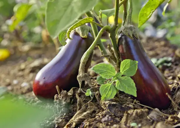 Deux aubergines violettes, prêtes à être cueillies à pleine maturité, poussent sur leur plant dans un sol terreux.