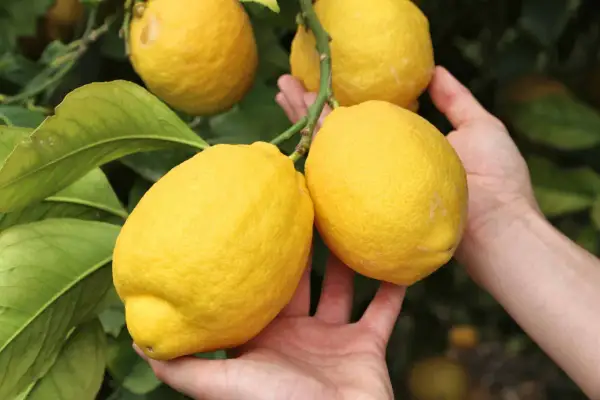 Mains tenant des citrons mûrs sur un citronnier en pleine floraison.