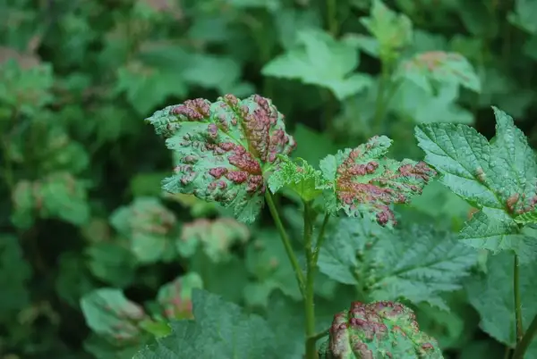 Feuilles vertes couvertes de pustules rouges, signe d'une maladie du mirabellier.