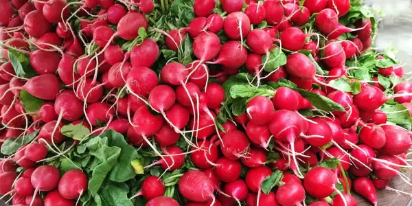 Un tas de radis rouges vifs, prêts à être dégustés. Leur piquant naturel, une question de chimie, est une surprise gustative.