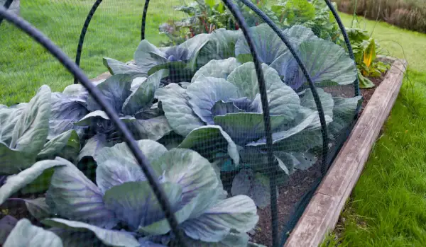 Choux rouges protégés par un filet dans un potager, à l'abri des limaces.