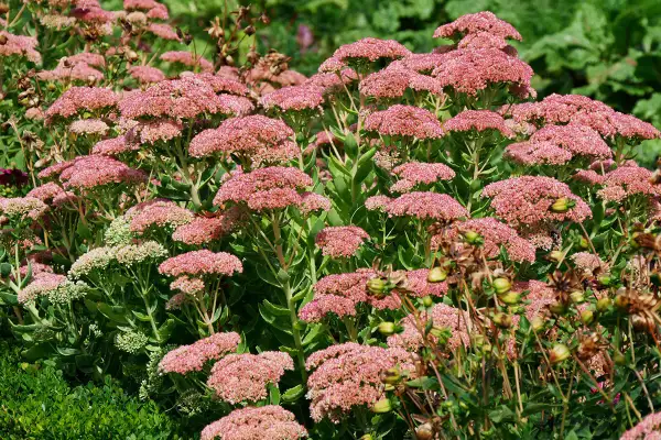 Un parterre de **différents sedums** aux grappes de fleurs roses et verdâtres, avec des tiges épaisses et des feuilles charnues.