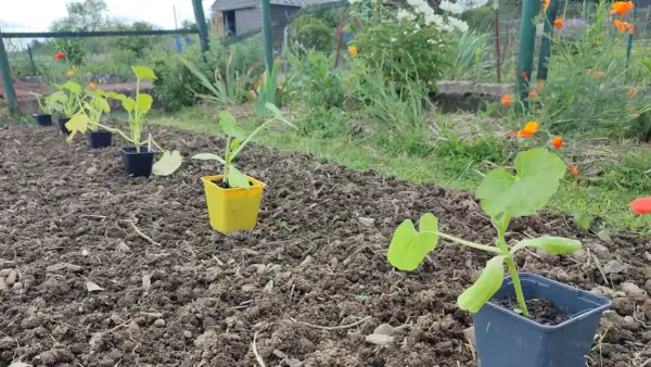 Jeunes plants de courgettes en pots, prêts à être repiqués. Le potager attend patiemment quand ramasser les courgettes.