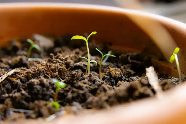 De jeunes pousses d'agapanthe émergent de la terre, promesse de futures fleurs bleues. La vie commence à partir d'une simple agapanthe graine.