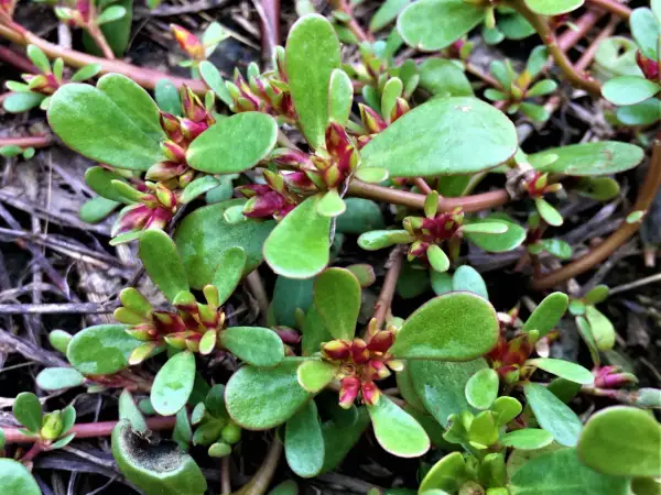 Plantes de pourpier, certaines feuilles montrent des signes de pourpier danger, avec des bords noircis et desséchés.