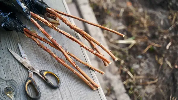 Des framboisiers prêts à être plantés, avec des ciseaux à portée de main. Le printemps est le moment idéal quand planter framboisier pour de belles récoltes.