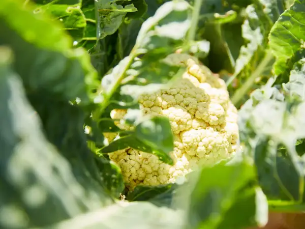 Gros plan sur une tête de chou-fleur blanc crémeux, cachée par ses grandes feuilles vertes. La culture du chou-fleur est un art.