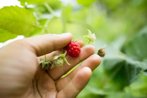 Main d'une personne tenant une framboise rouge mûre, avec des feuilles vertes floues en arrière-plan. Une bouture de framboisier prometteuse.