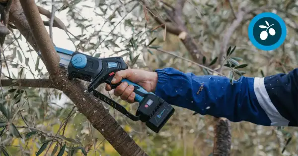 Une main utilise une tronçonneuse électrique pour tailler un olivier. C'est le moment idéal pour savoir quand tailler un olivier.