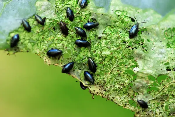 Une feuille de chou dévorée par de nombreuses altises noires. Un traitement est nécessaire pour protéger les cultures.
