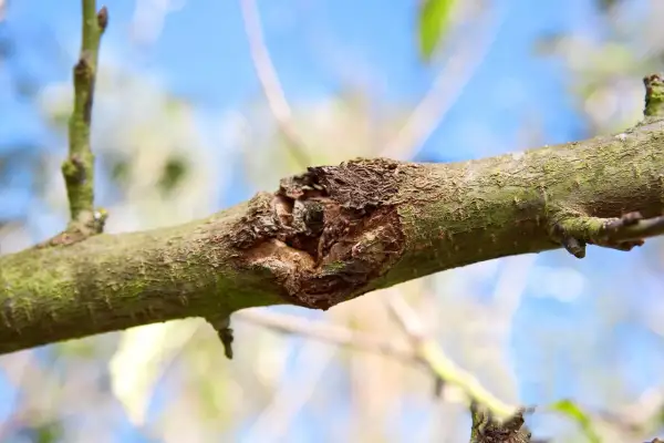 Gros plan d'une branche de pommier atteinte d'une maladie, montrant une lésion sur l'écorce.