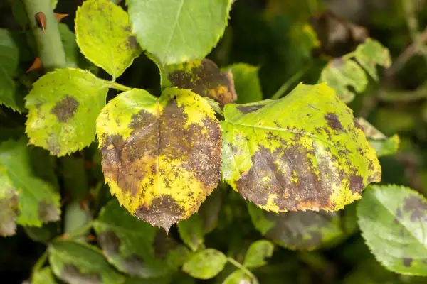 Feuilles de rosier atteintes de maladie, jaunissantes et couvertes de taches brunes. Photo maladie des rosiers.