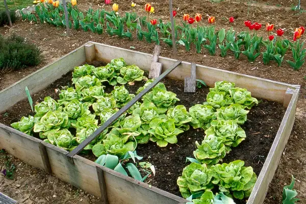 Carré potager rempli de semis de salade bien verts, avec des tulipes en arrière-plan.