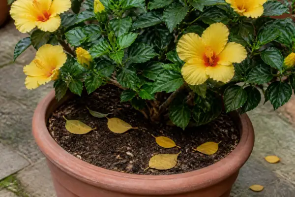 Un hibiscus aux fleurs jaunes éclatantes, avec quelques hibiscus feuilles jaunes tombées dans le terreau.