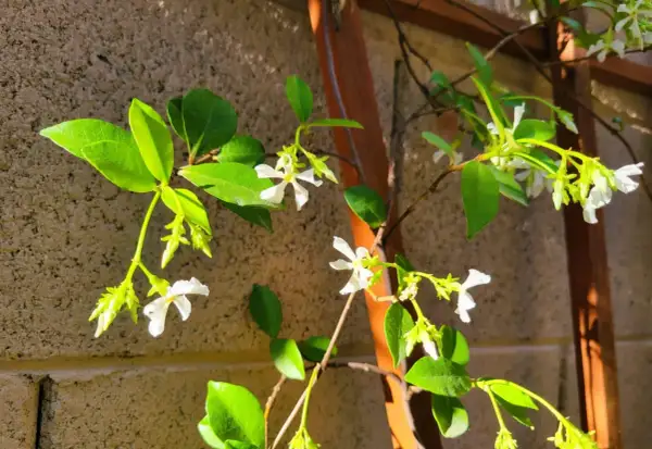 Des fleurs blanches délicates de jasmin grimpent sur un treillage en bois, leurs feuilles vertes brillantes capturant la lumière du soleil.
