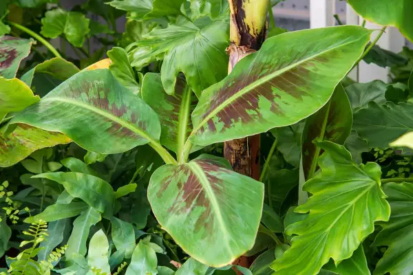 Jeune bananier aux feuilles vertes marbrées de pourpre, prêt à être planté dans un jardin luxuriant.