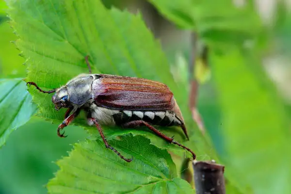 Gros plan d'un hanneton volant, posé sur une feuille verte. Ses pattes fines s'accrochent à la plante.