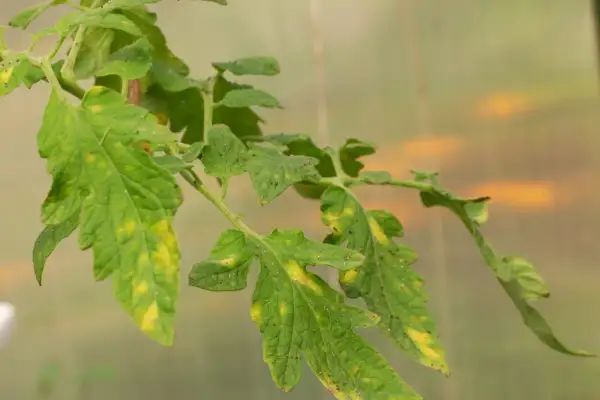 Feuilles de tomate atteintes de la maladie, jaunissant et tachetées. Un traitement est nécessaire pour sauver la plante.