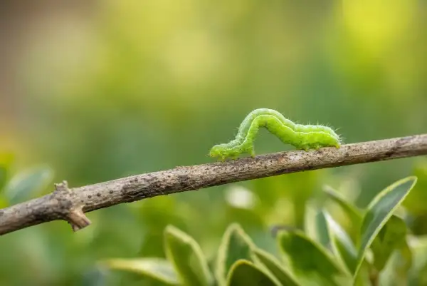Une chenille verte se faufile sur une branche, explorant son environnement verdoyant.