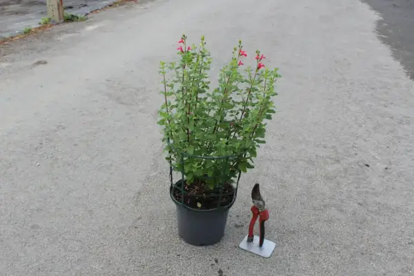 Un plant de sauge de Graham en pot, prêt à être taillé avec des sécateurs à côté.