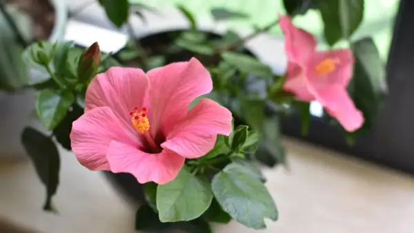 Gros plan sur une fleur d'hibiscus rose vif, avec une autre fleur floue en arrière-plan. Un bourgeon est visible. L'entretien de cet hibiscus est un plaisir.