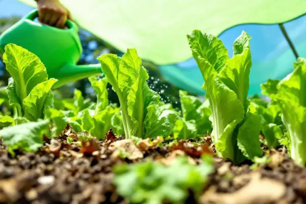 Arrosage de jeunes plants de salade fraîchement repiqués, sous un voile protecteur vert.