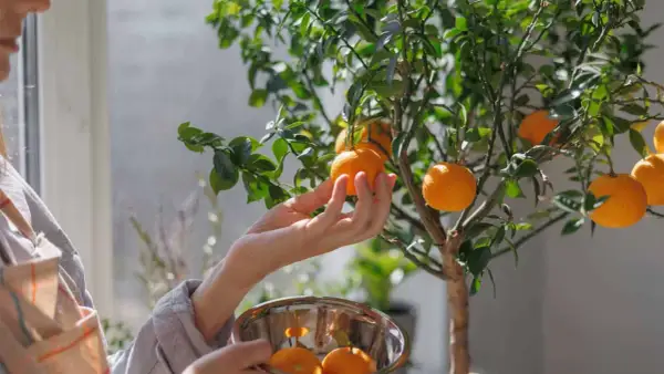 Main d'une personne cueillant un fruit d'un oranger en pot, avec un bol rempli d'oranges.