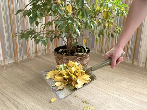 Une pelle ramasse les feuilles jaunes tombées d'un ficus qui perd ses feuilles.