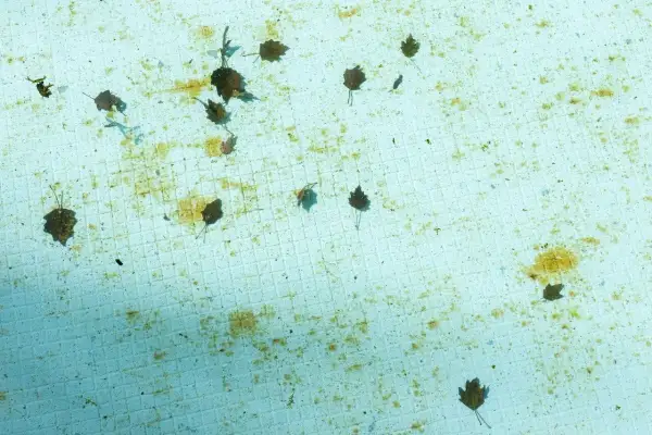 Feuilles mortes et quelques algues noires flottent sur le fond carrelé d'une piscine vide.