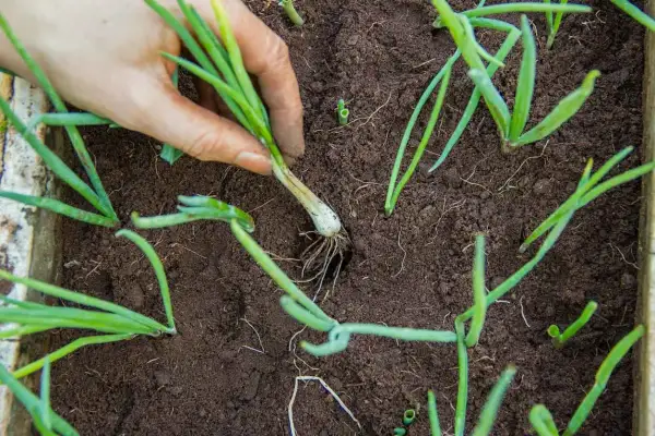 Main d'un jardinier repiquant des jeunes poireaux dans un potager.