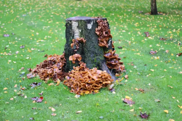 Un vieux tronc d'arbre, envahi par des champignons orangés, semble se détruire une souche, sur une pelouse parsemée de feuilles d'automne.