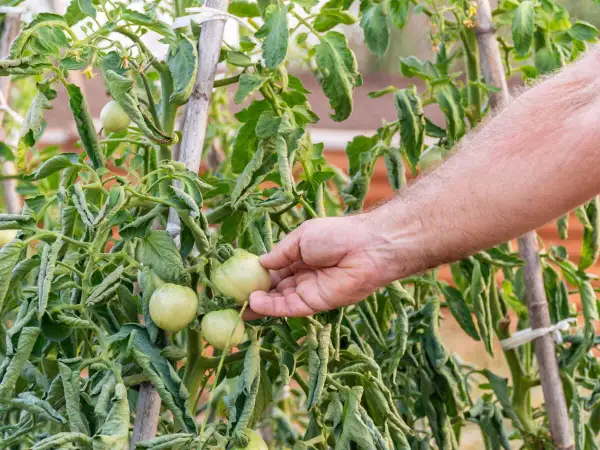 Main qui examine des tomates vertes et des feuilles flétries, se demandant pourquoi mes tomates ne grossissent pas.