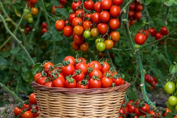 Un panier déborde de tomates rouges, prêtes à être dégustées. Un vrai truc de grand-mère pour avoir de belles tomates !