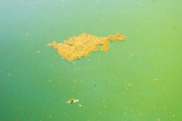 Gros amas d'algue moutarde flottant à la surface d'une piscine à l'eau verte.