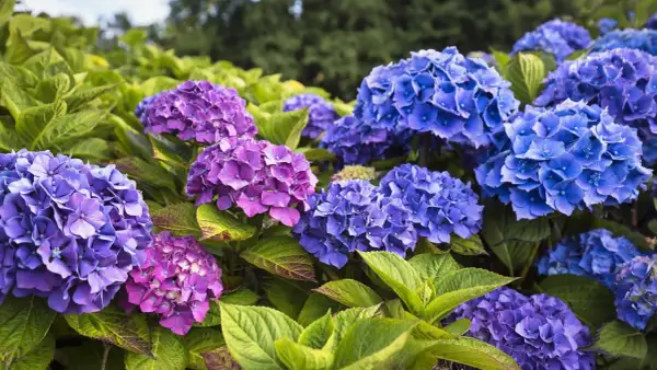 Gros plan sur un magnifique planter hortensia aux fleurs bleues et violettes éclatantes, avec des feuilles vertes luxuriantes.
