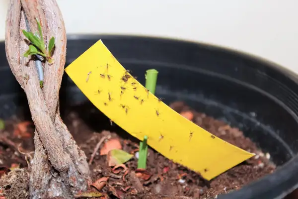 Un piège jaune attire de nombreux moucherons près d'une jeune pousse de plante.