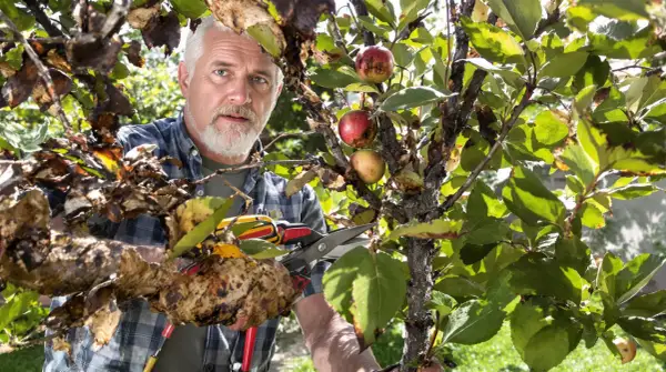 Un homme taille un poirier atteint du feu bactérien. Les feuilles et les branches sont atteintes, mais quelques fruits rouges subsistent.
