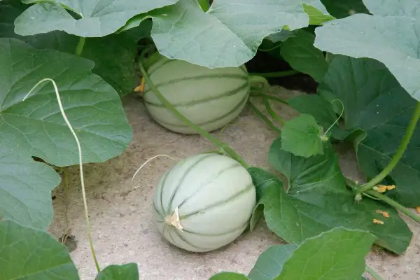 Deux jeunes melons, symboles de la culture melon, poussent sous de larges feuilles vertes.