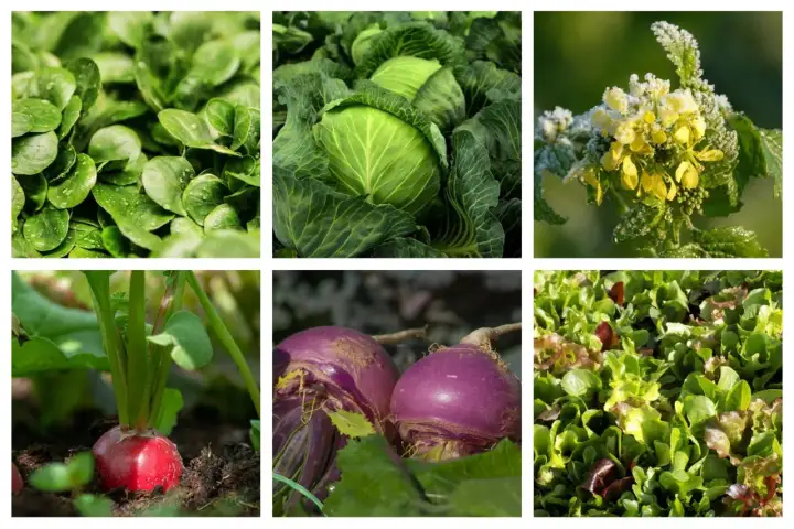 Mélange de légumes de saison septembre France : mâche, chou, radis, navets violets et salades colorées.