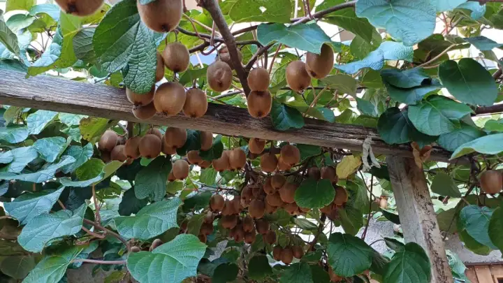 Une **plantation de kiwis** luxuriante, avec des fruits bruns duveteux suspendus aux branches sous un ciel bleu.
