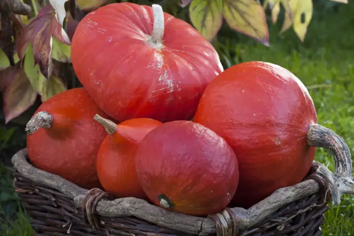 Un panier rempli de potimarrons rouges. La durée de conservation du potimarron est longue, parfait pour l'automne.